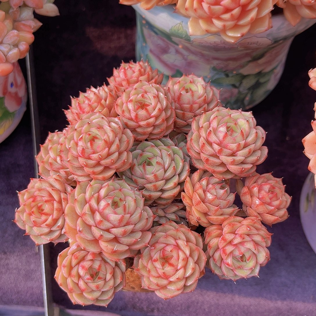 笨吧多肉植物多肉