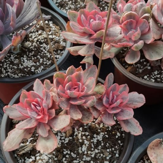 蓝玫瑰白覆轮锦群