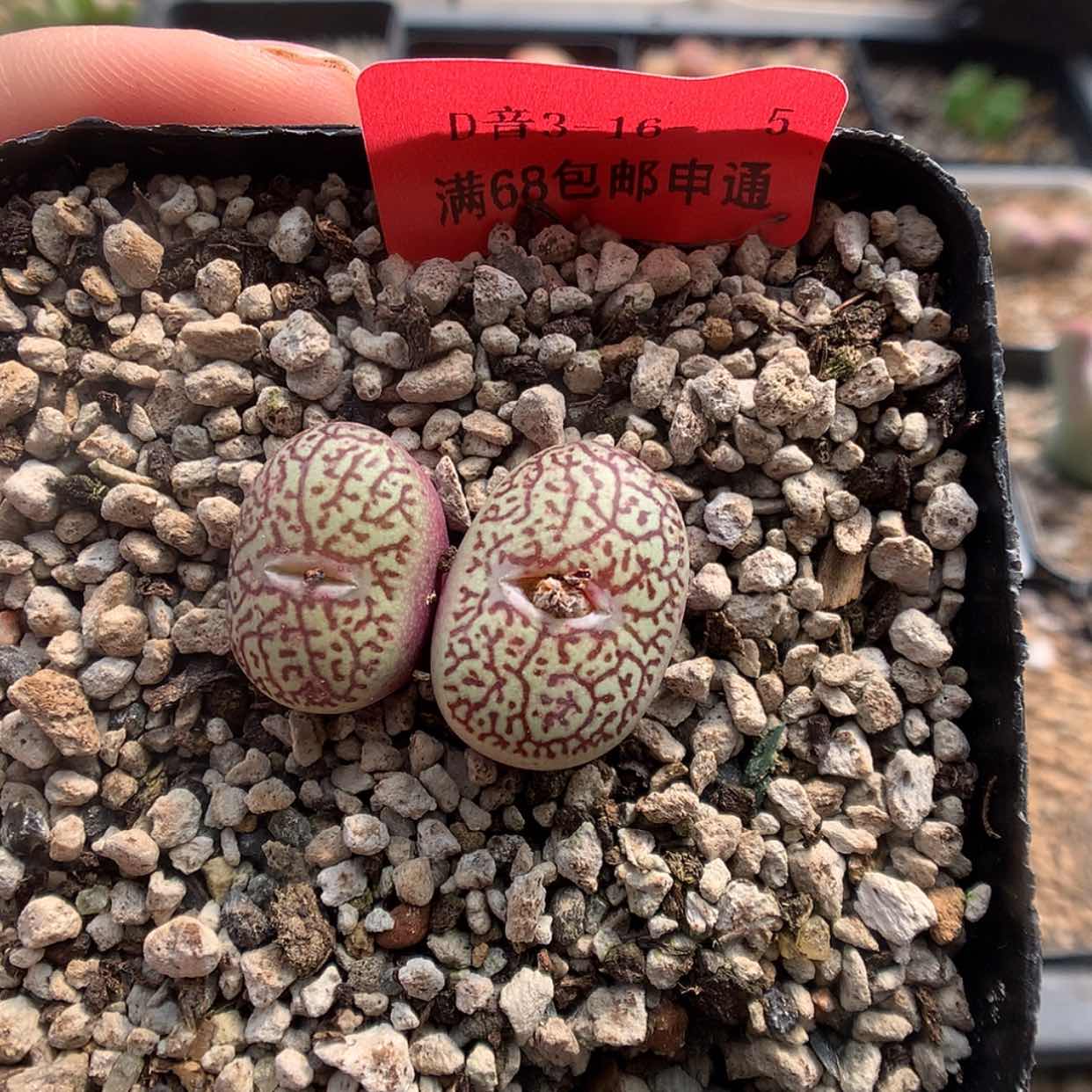 【闪购商品】3-16-5 唐草墨一颗特 40