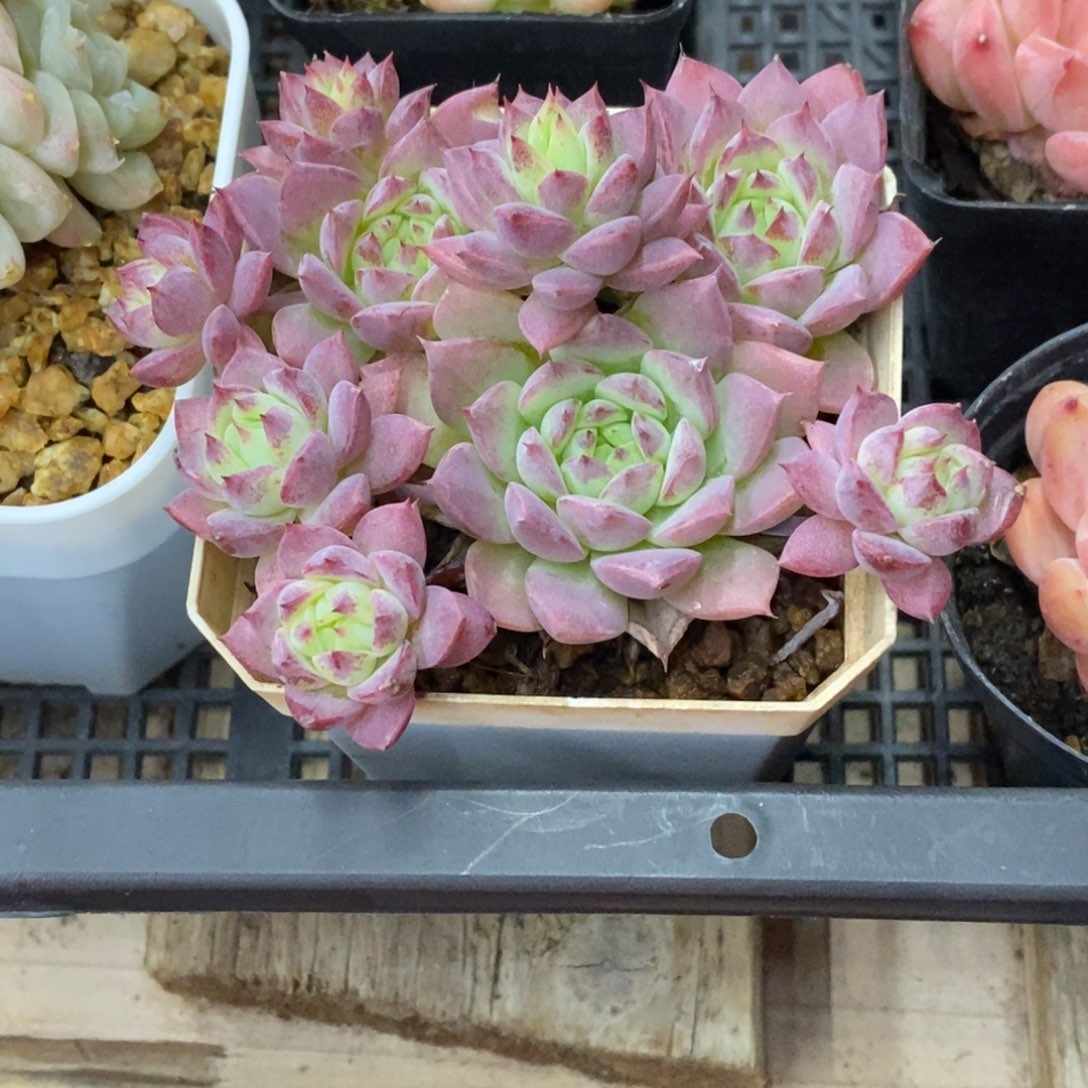 精品多肉一物拍不包整47