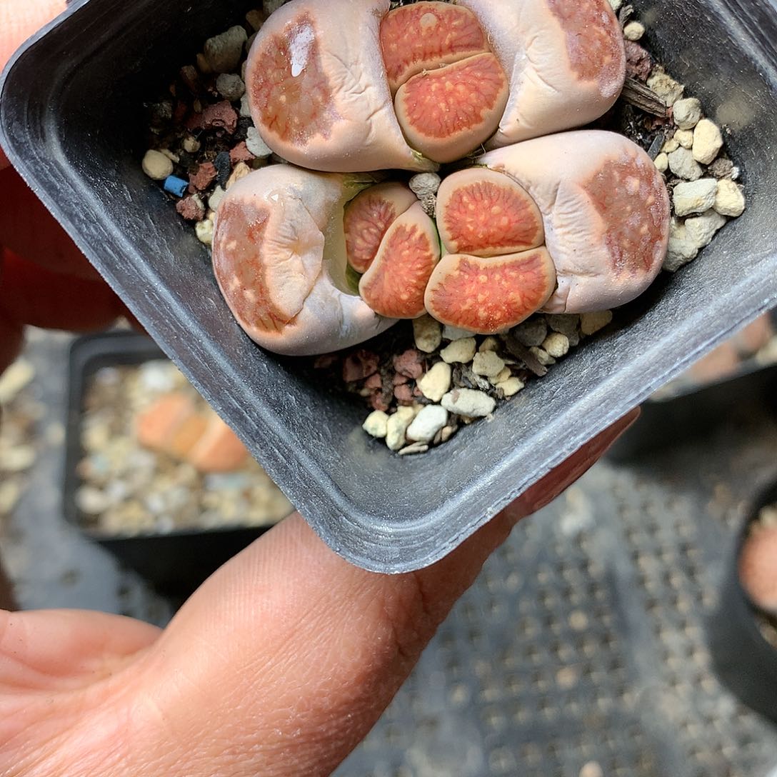 D45多肉植物保护研究所