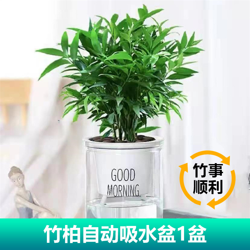 驱蚊竹柏水培植物盆栽绿萝花卉室内花鲜花办公室绿植发财树吸狄瑄