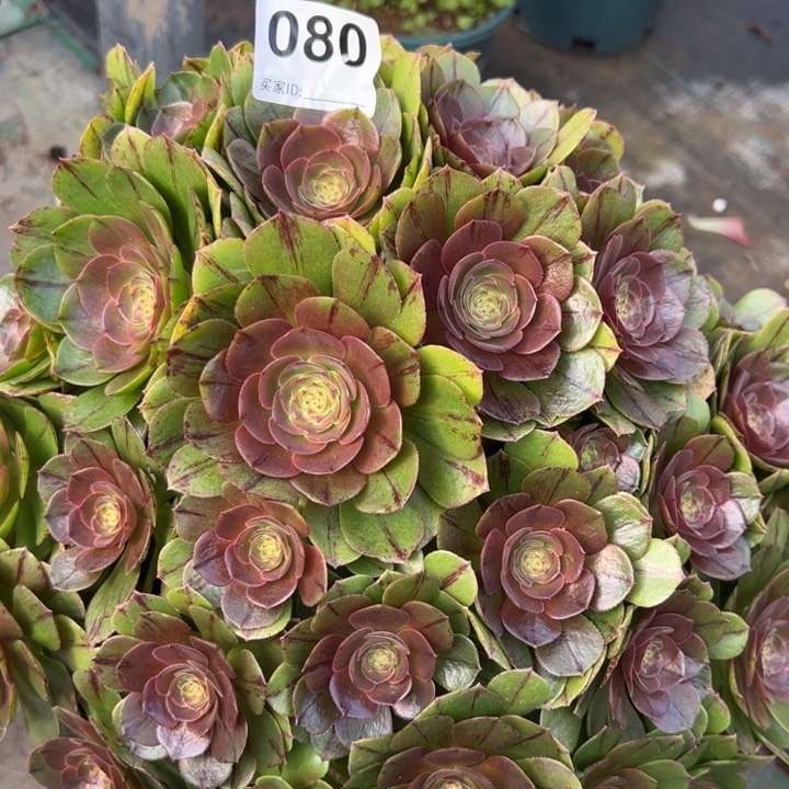 080万拉丝朵朵32厘米