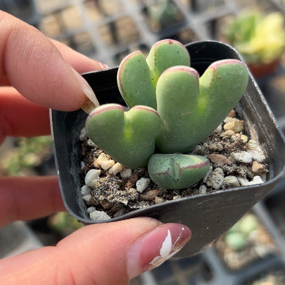 多肉植物多肉植物