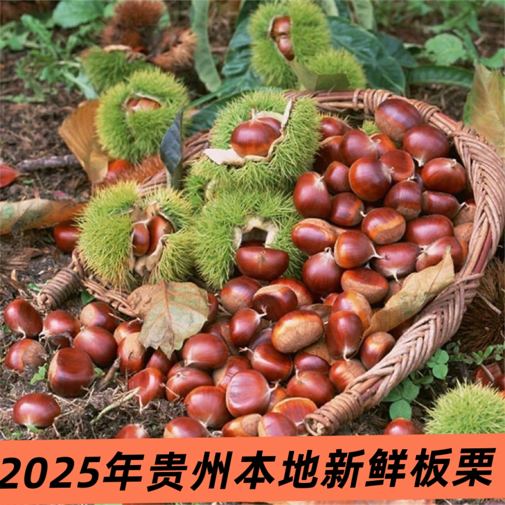 贵州当季新鲜现摘高山老树板栗软糯香甜皮薄栗香即食