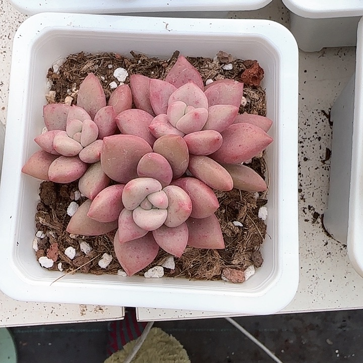 廖**辰青蛙王子儿童牙膏，111