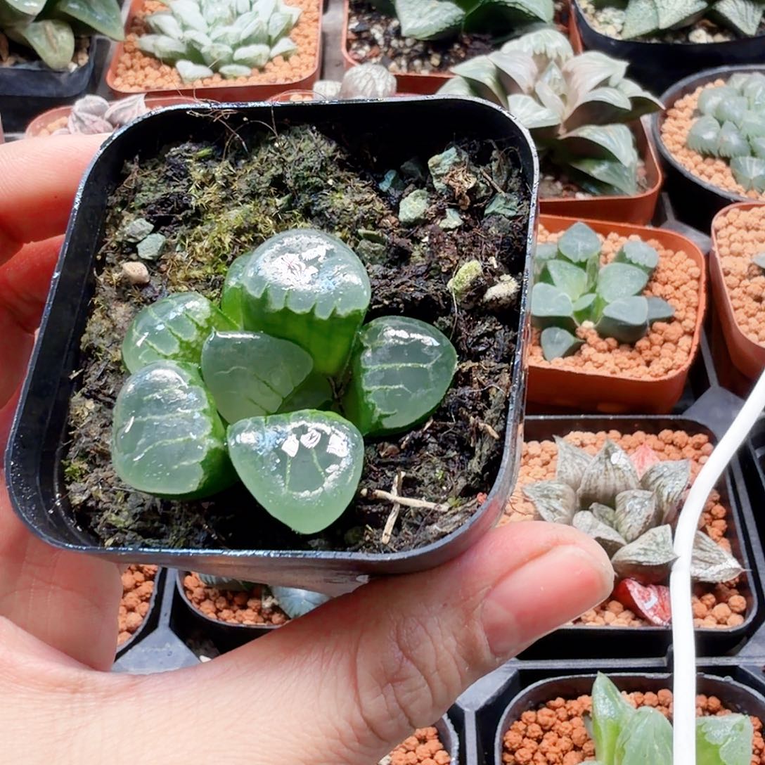 无花朵十二卷 水晶葡萄克福利