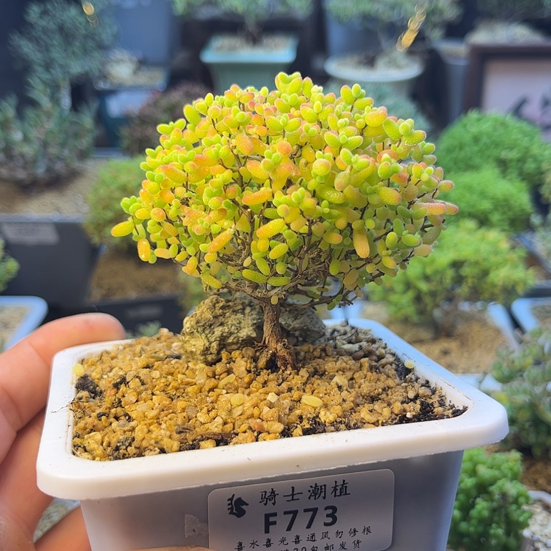 773蜜橘糖球枝干番杏土干发