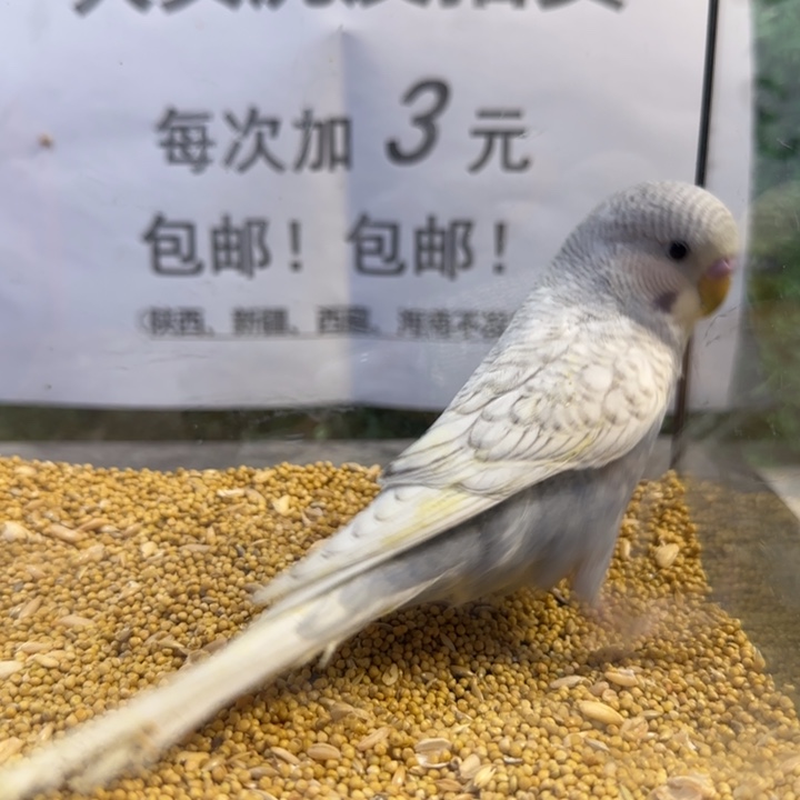 虎皮鹦鹉大头虎皮鹦鹉