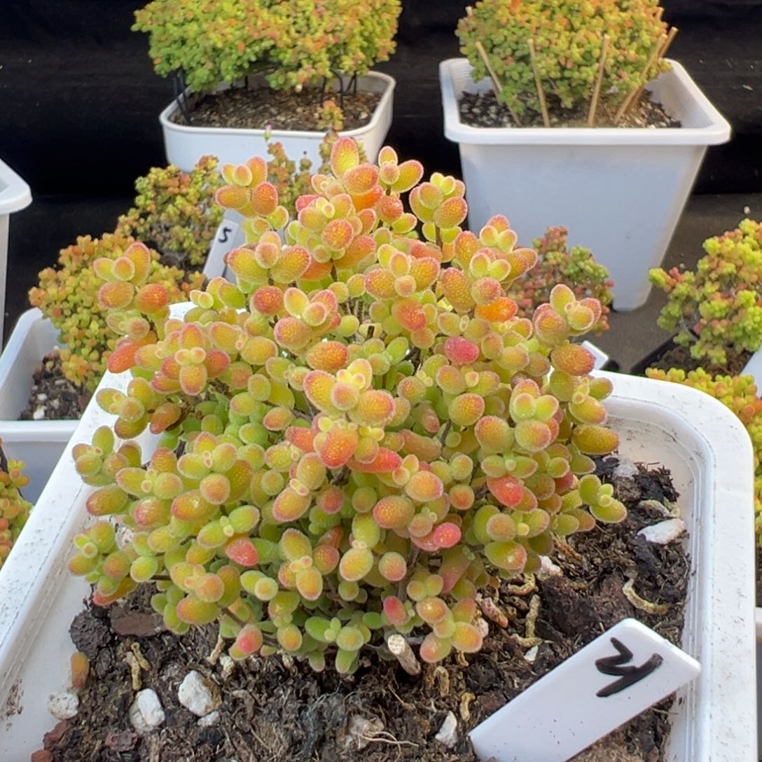 蜜橘糖球21号10cm盆