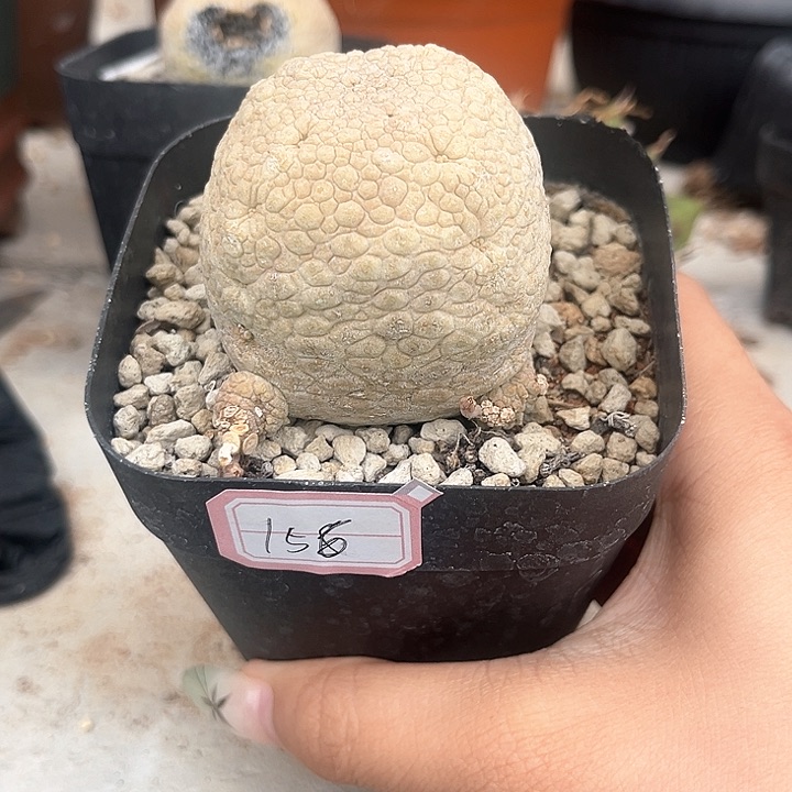 凌蹄玉多肉葡萄一个