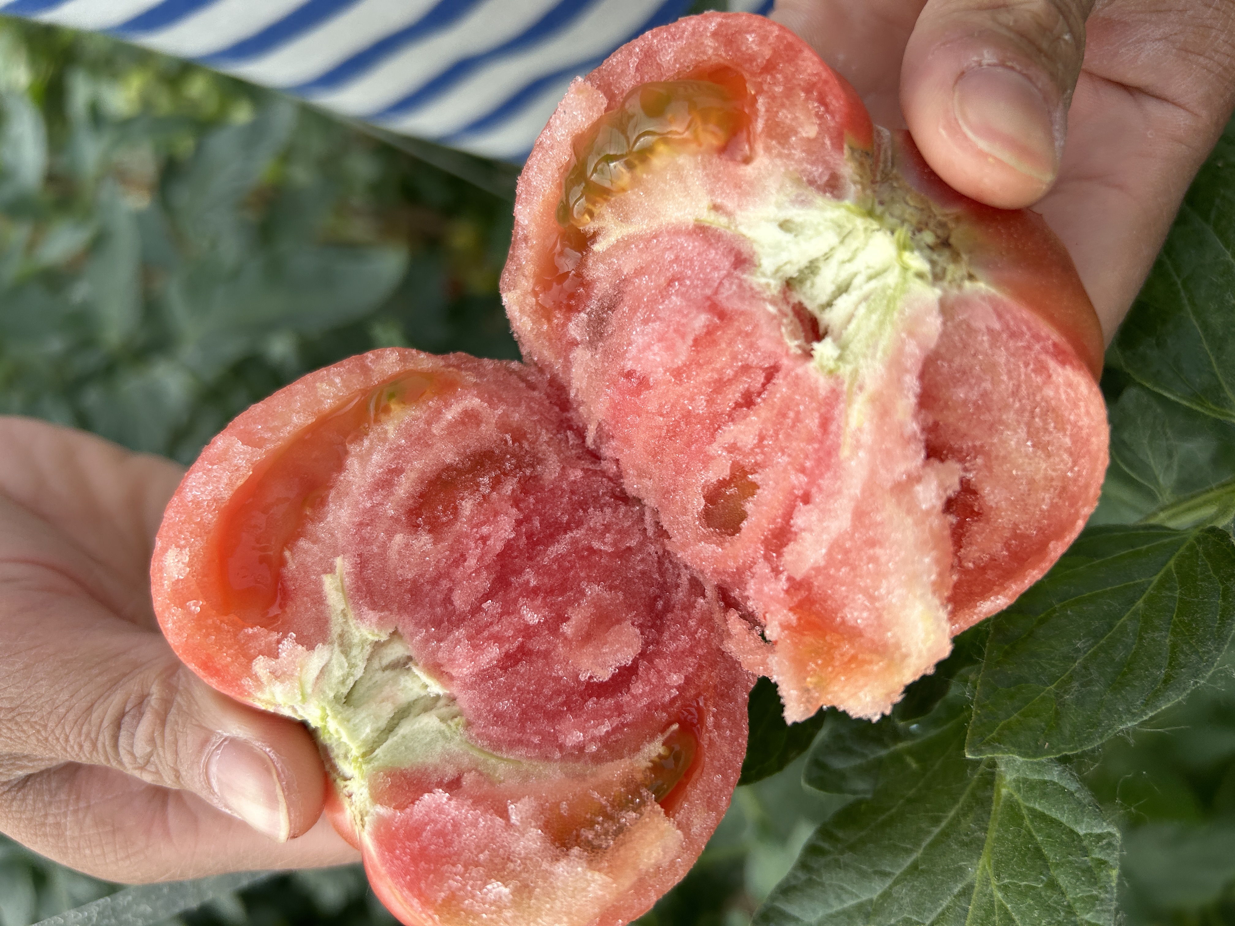 安徽番茄自然熟水果西红柿