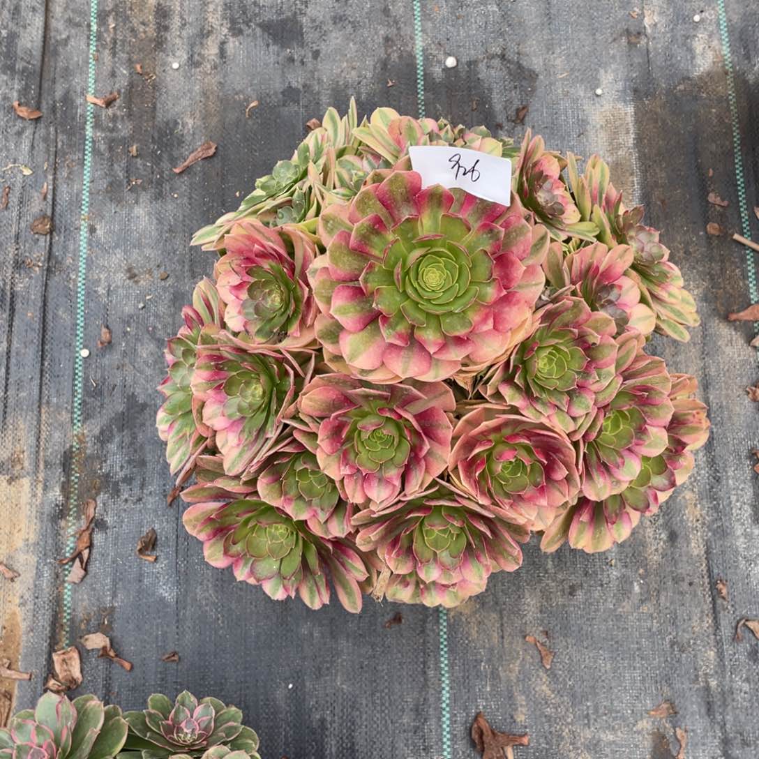 老五多肉926111111