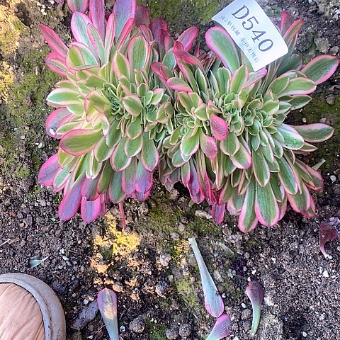 540美杜莎缀化多肉法师锦