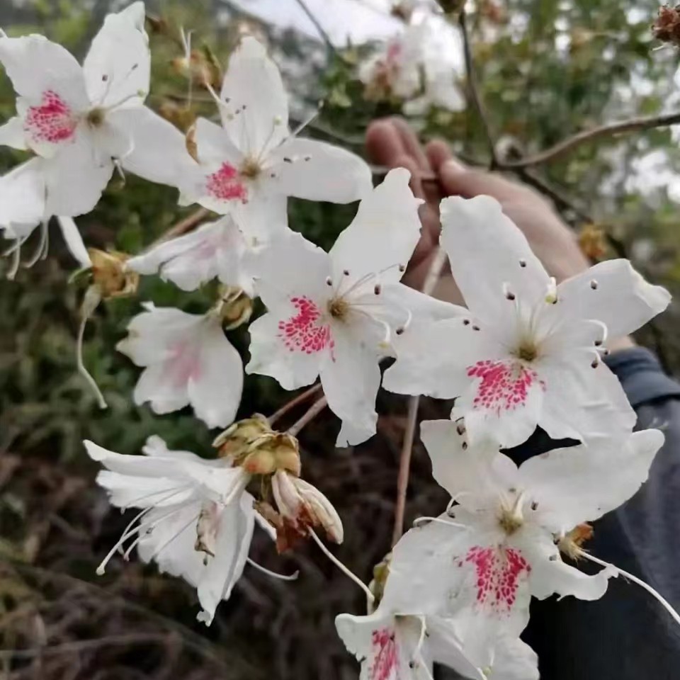 山采杜鹃一物一拍