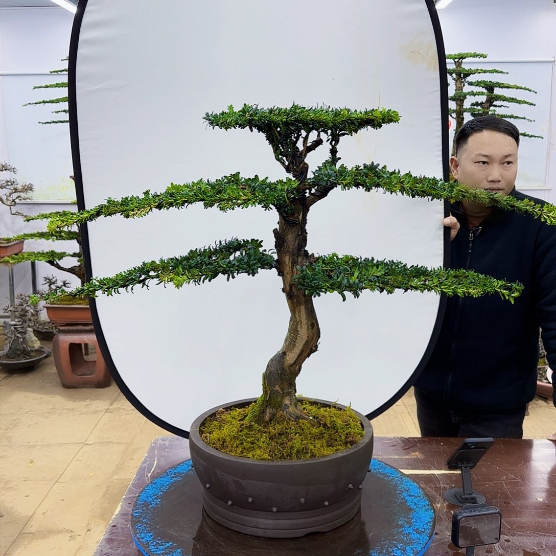 盆景欢迎大家一起来捡漏