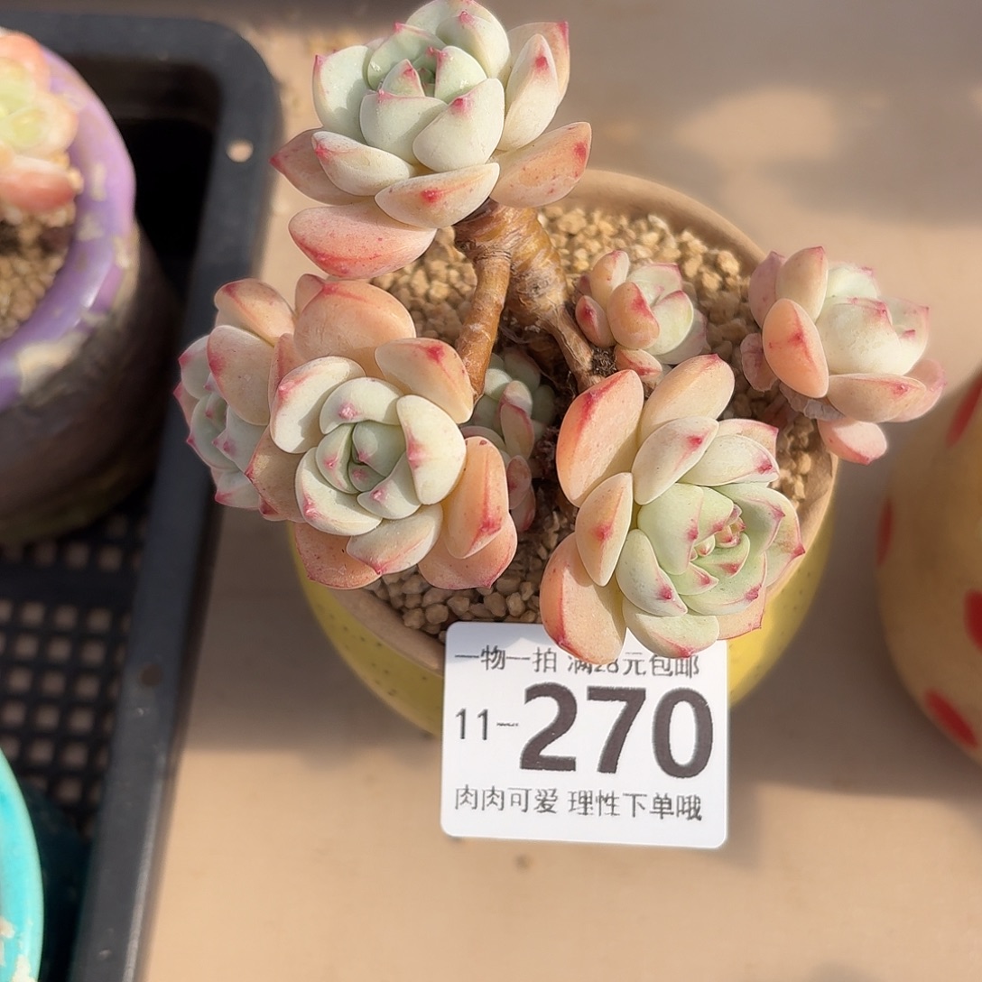 白底香草无盆无发货