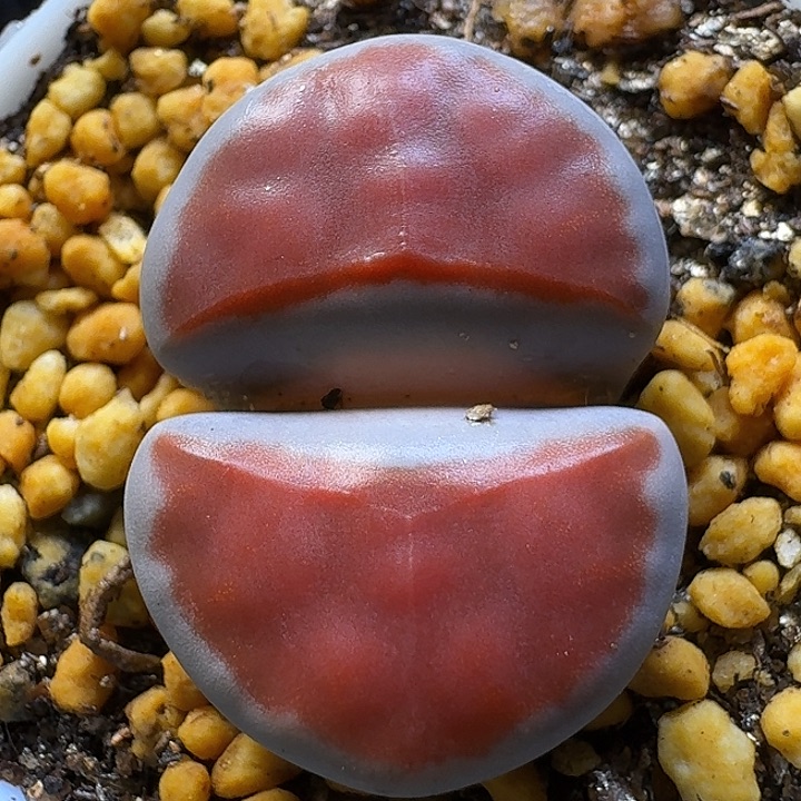 生石花111111。   110