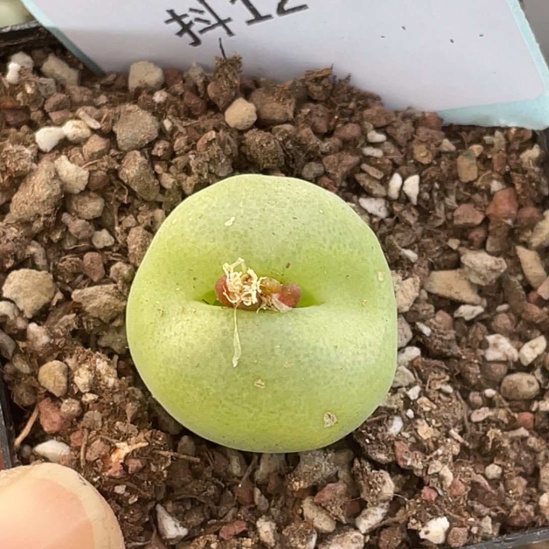 12-77翠光多肉植物