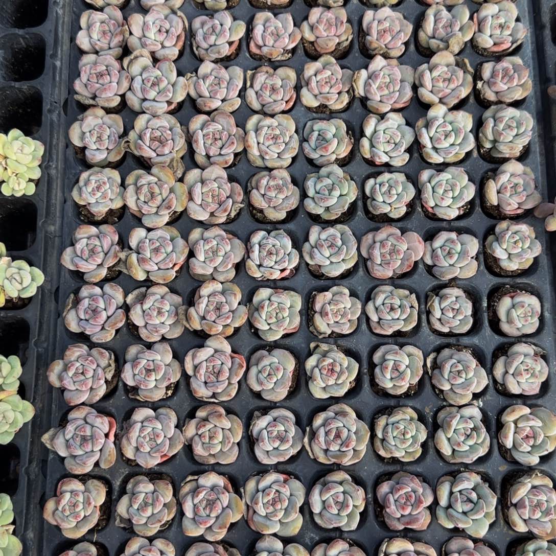 9颗一组单头圆叶石榴籽小穴盘