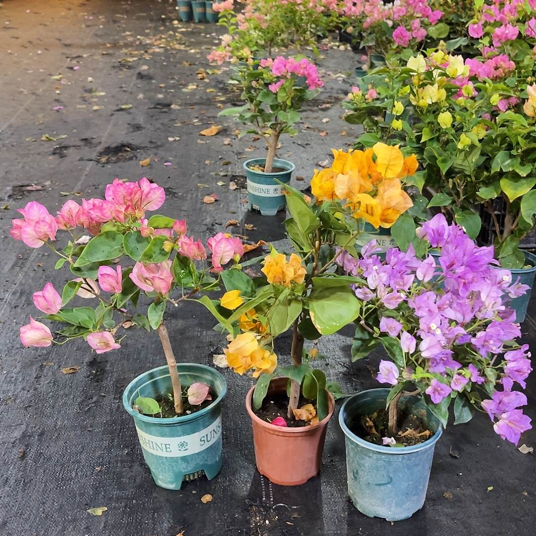 完全开放五宝，加州黄，雪紫