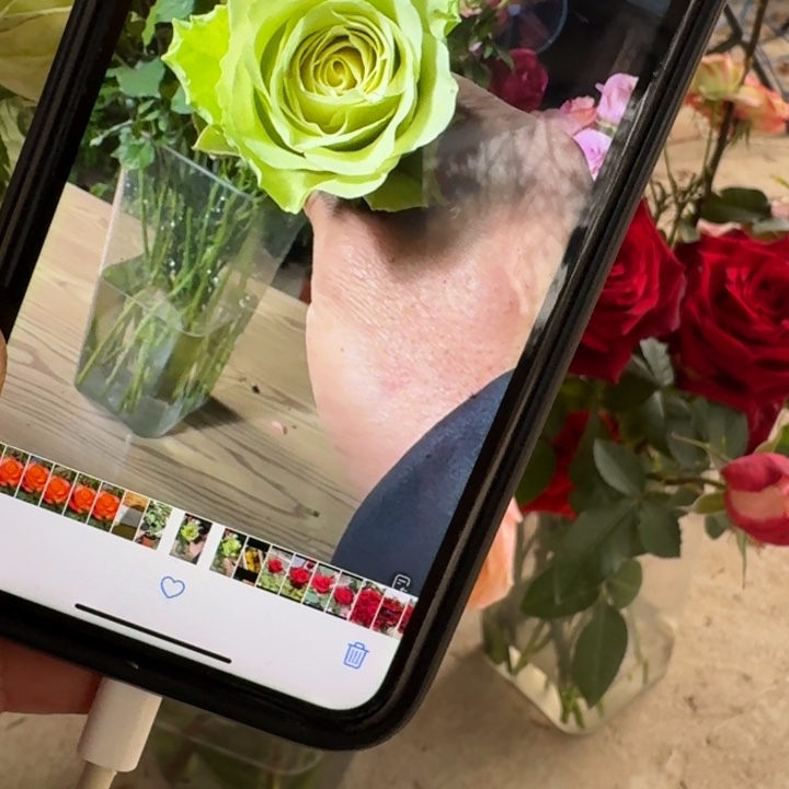 无花朵绿色一代小苗