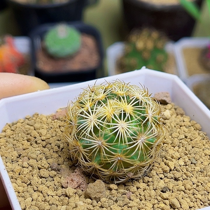 海胆顶花球实生球一颗
