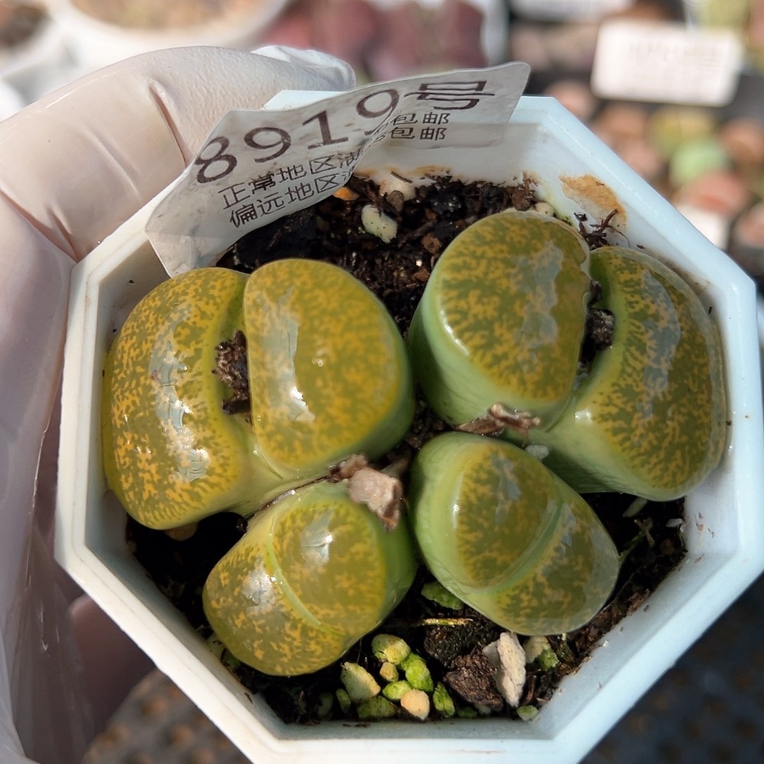 好养易活生石花大母本8919