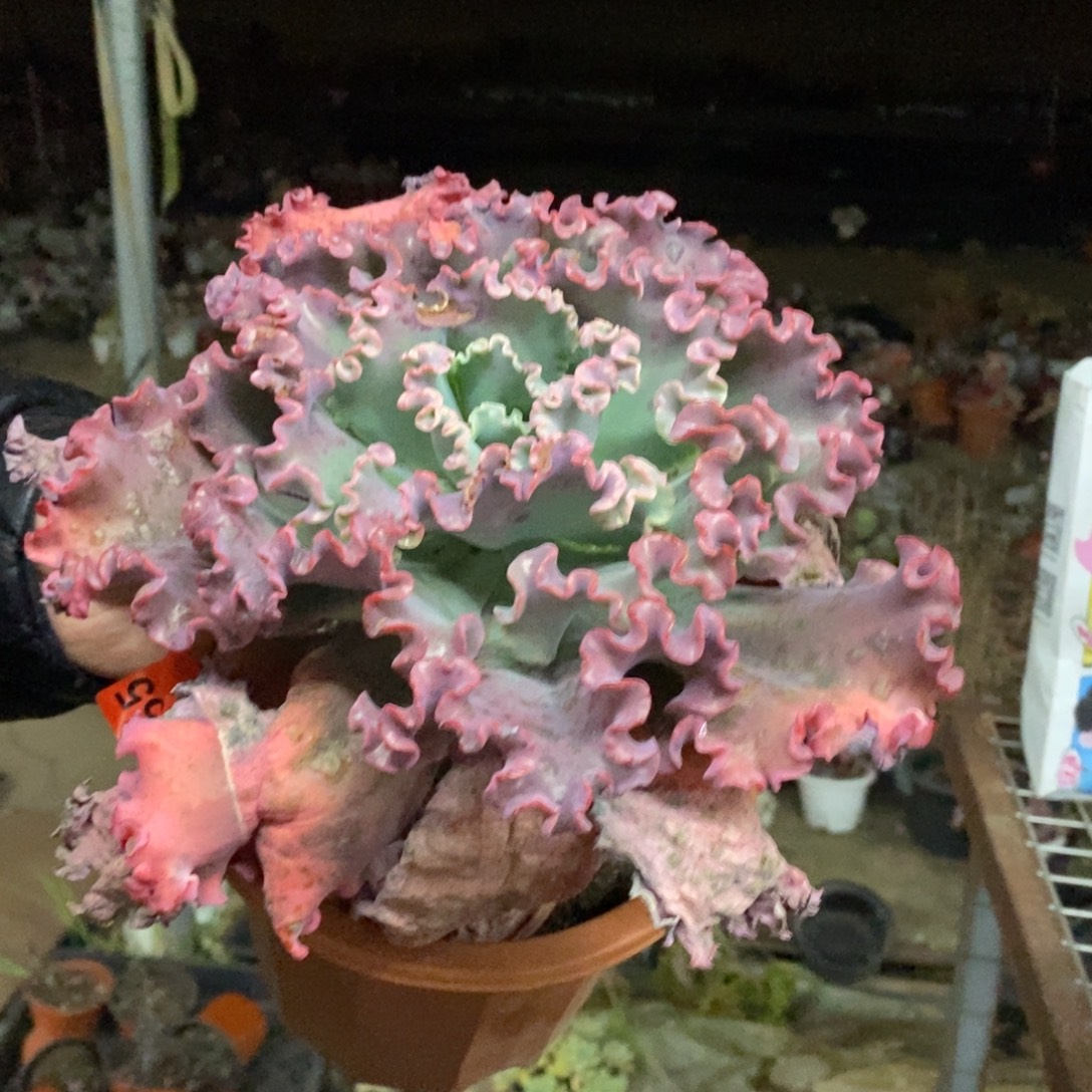 女王花笠大单头老桩