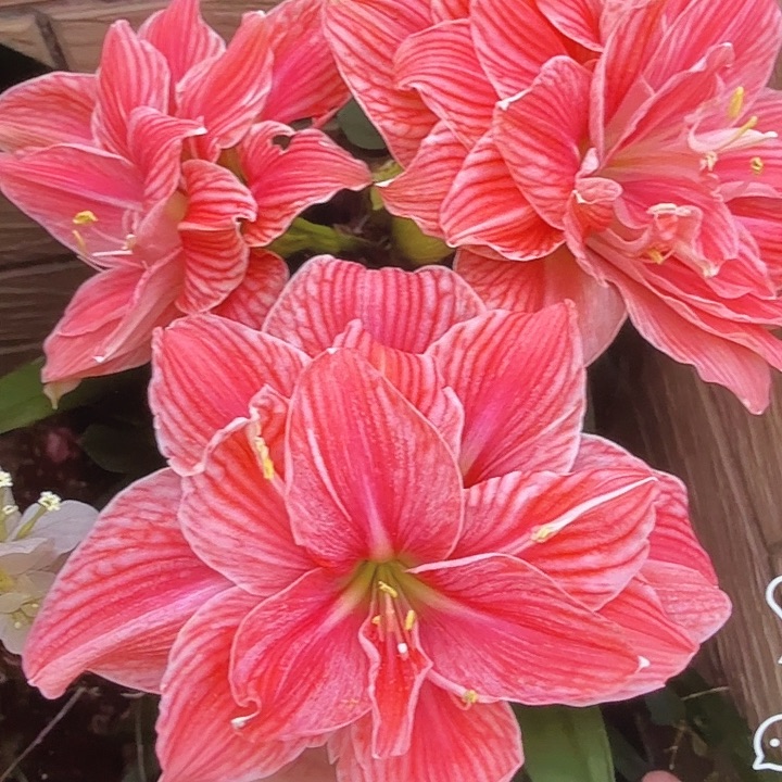 甜蜜仙女直径9+开裂球