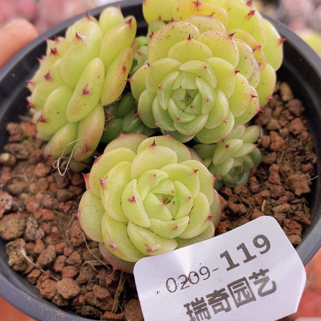 000000000000119量拍