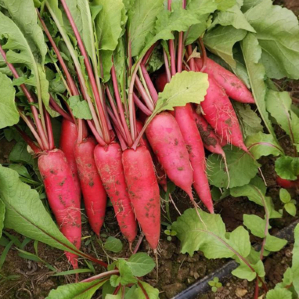 【3斤水萝卜】嘎嘎脆 水分充足北京本地菜现拔现发新鲜萝卜