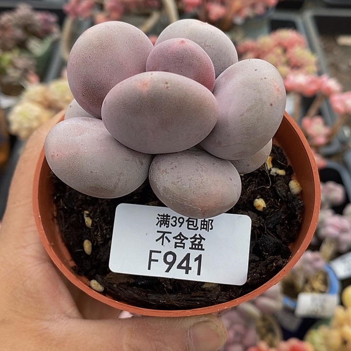 大叶奶单头941多肉植物