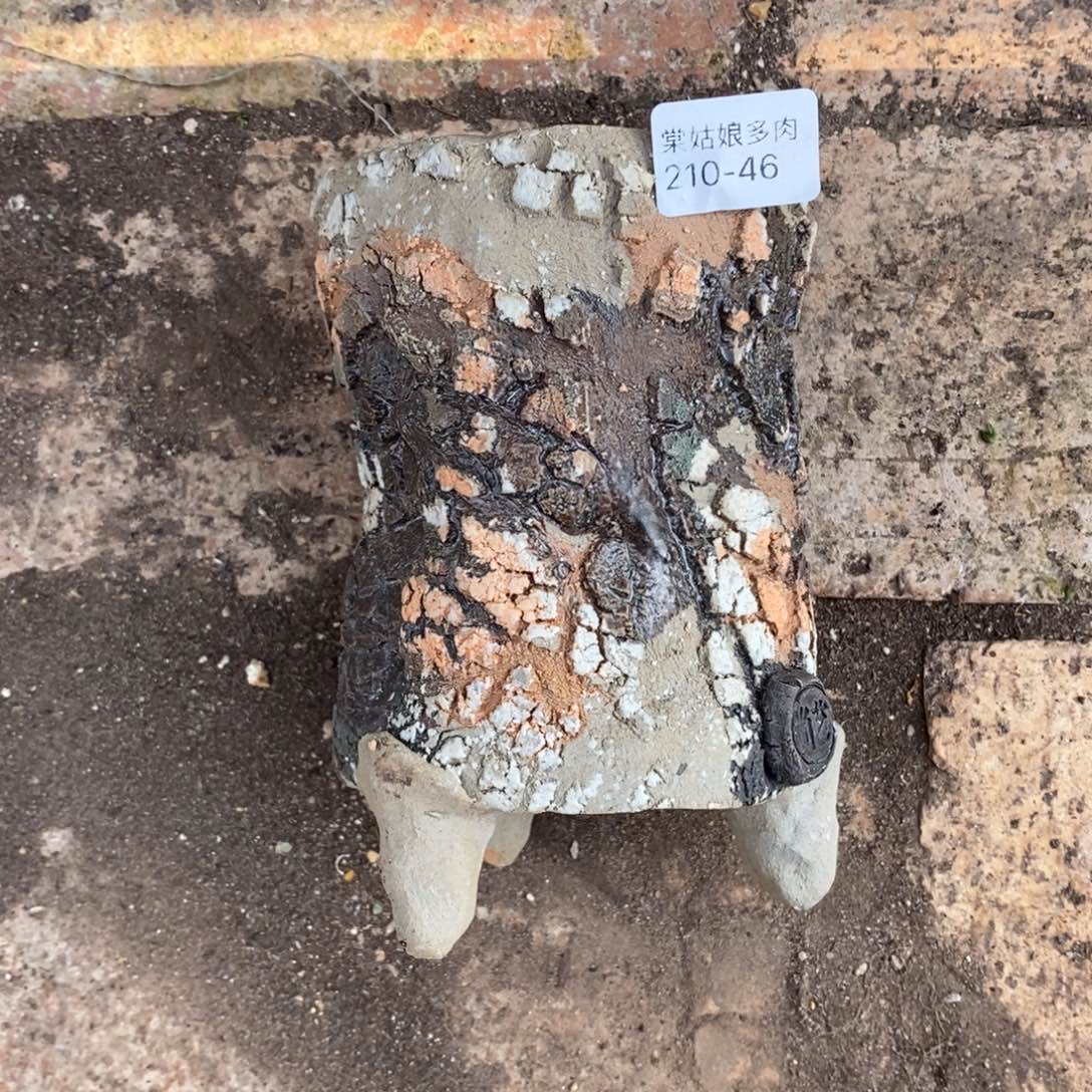 如*46号多肉盆一个呀