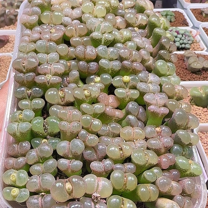 64个双头。            693