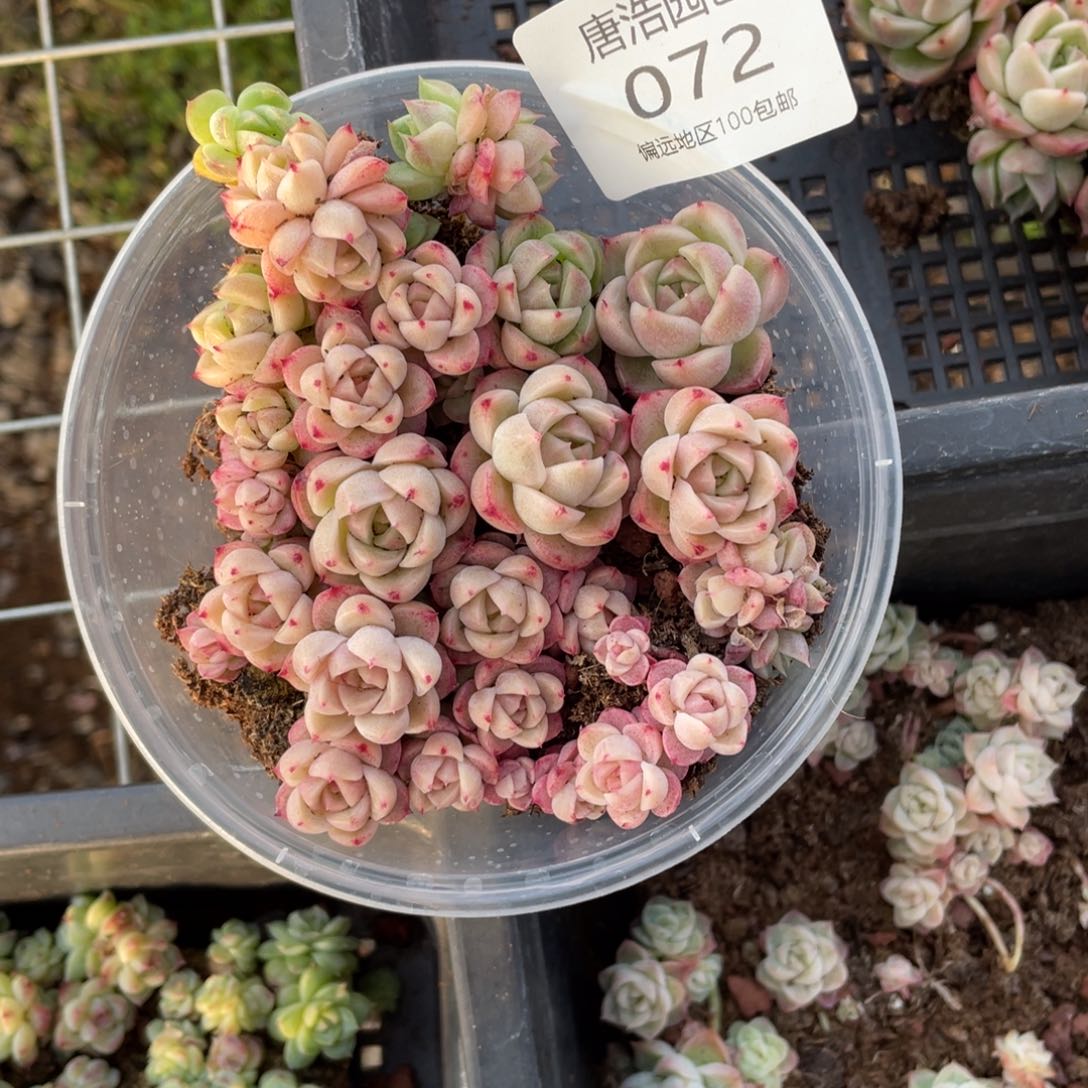 量拍麦秆一份一盒072