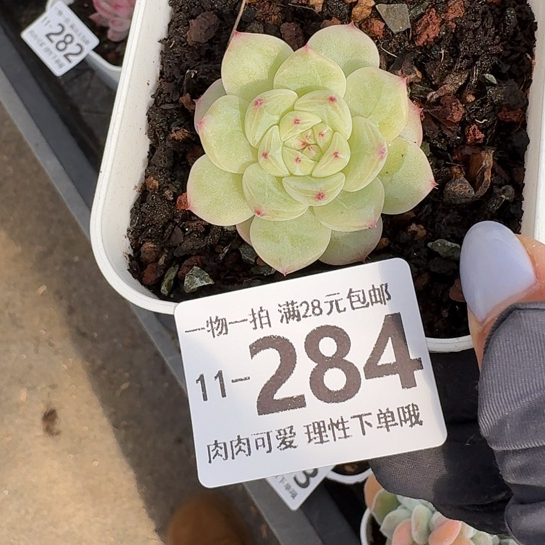 韩非无盆土发货无