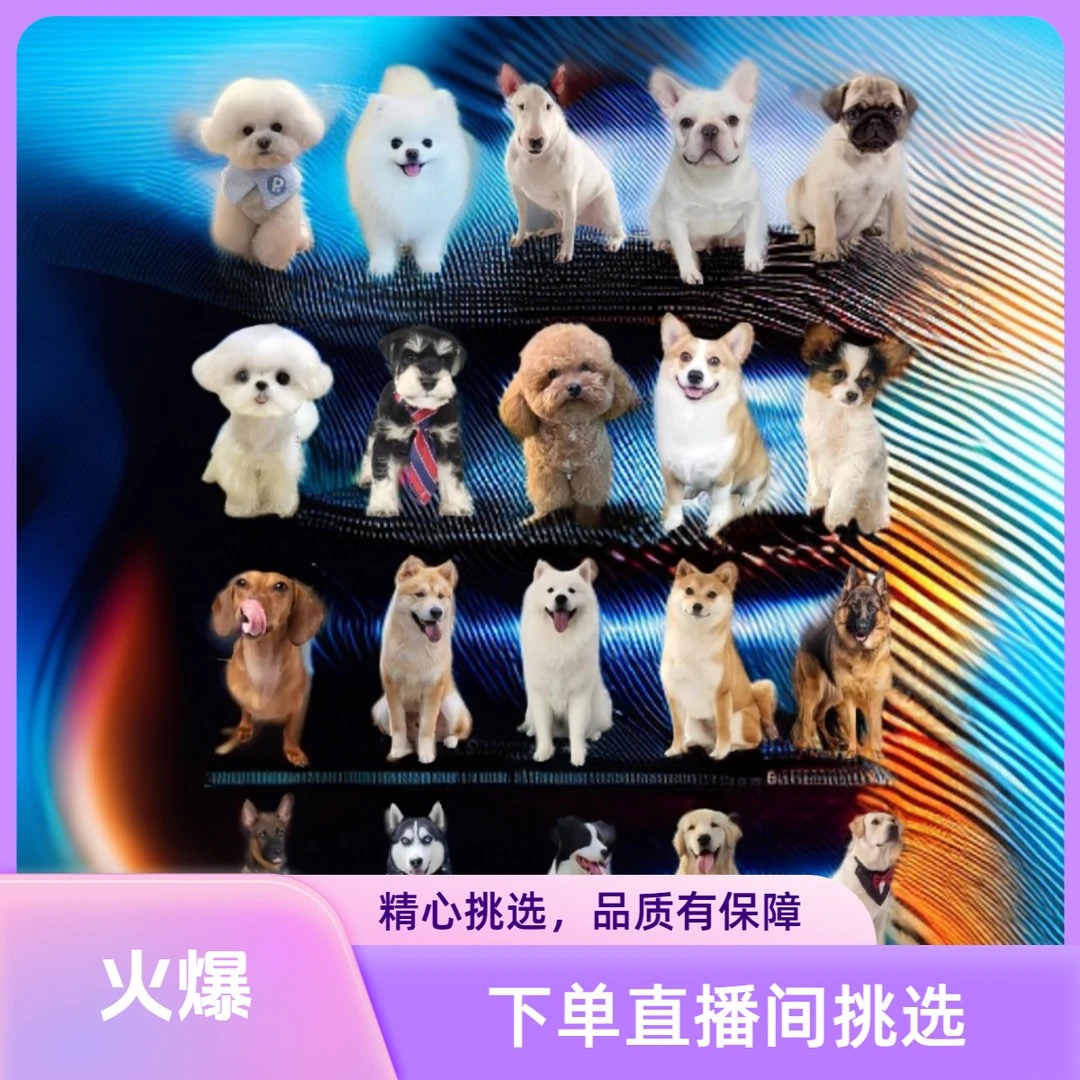 直播间挑选纯种活体狗狗一物一拍 
