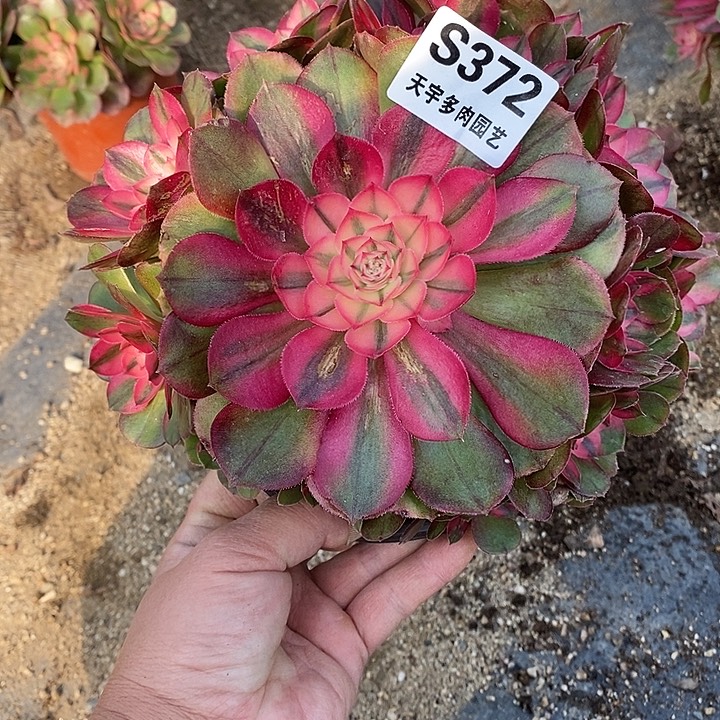 多肉植物荔枝372多肉