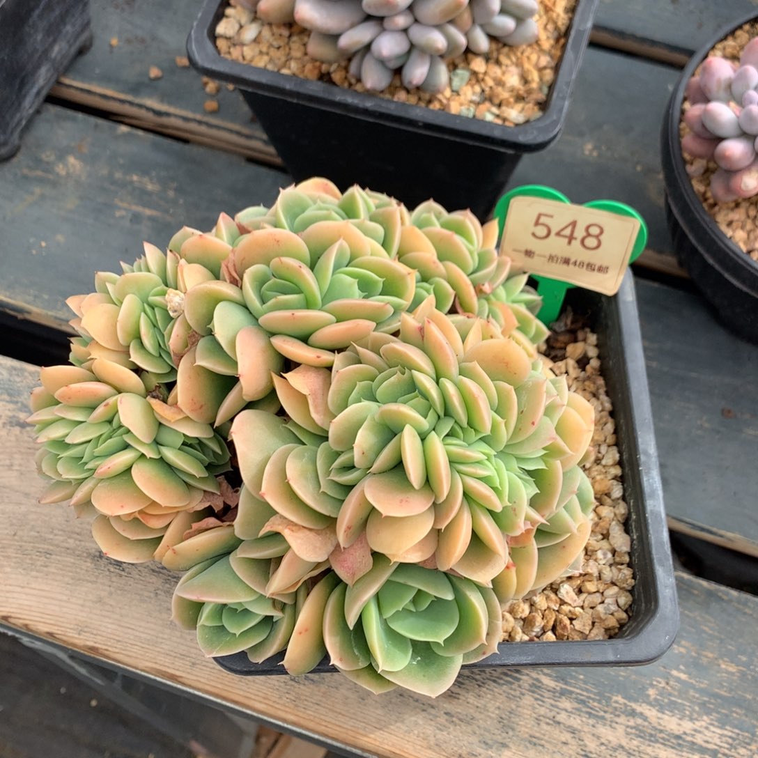 辛娜塔缀化一物一拍548