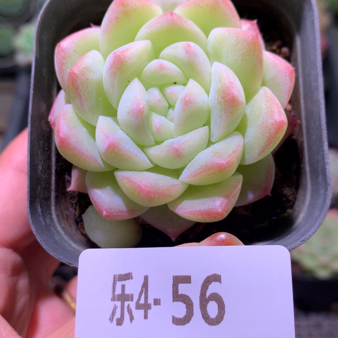 乐然 4-56 明月心