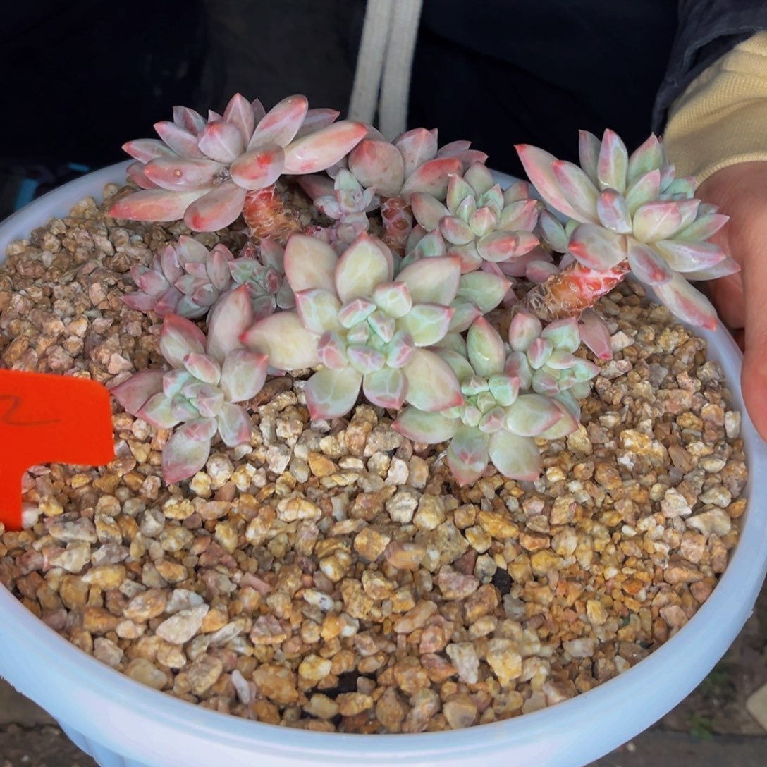 2322号晚上多肉植物群生多肉