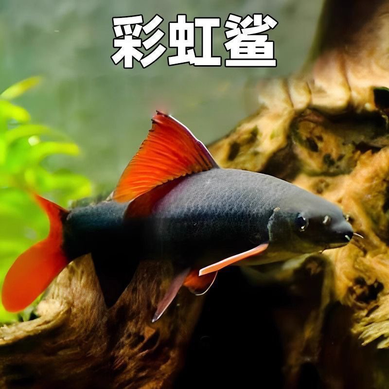 彩虹鲨粉红鲨清洁鱼可混养吃残渣热带观赏鱼淡水工具鱼