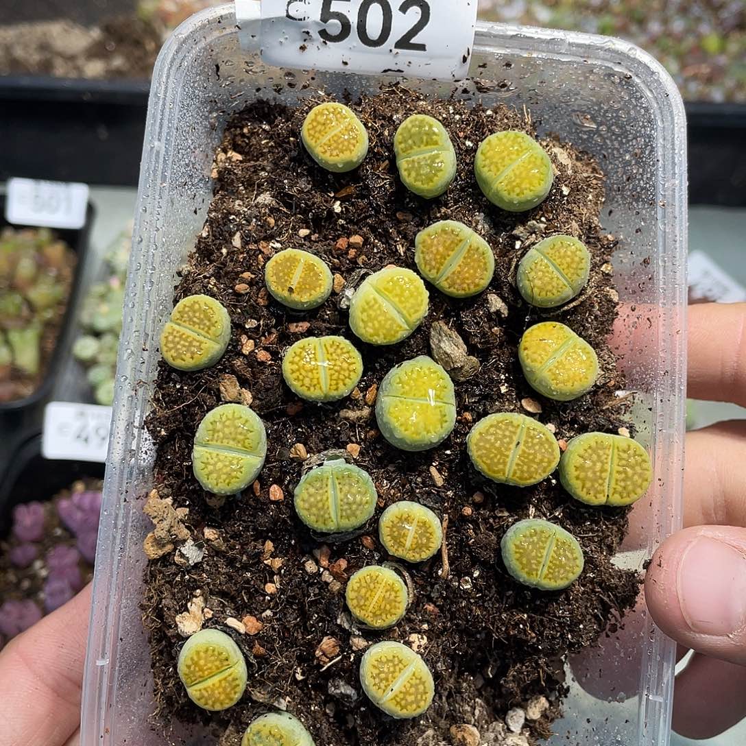 当天凑满十八元包邮502