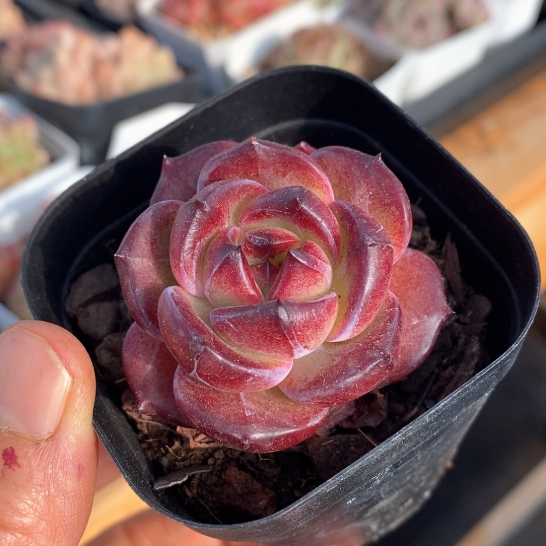 精品多肉一物一拍不包整110