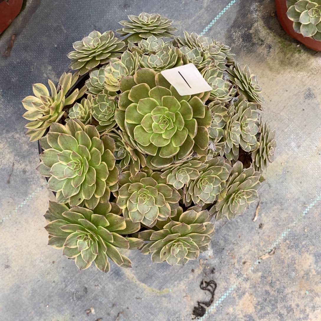 半夏多肉植物组合拼盘2