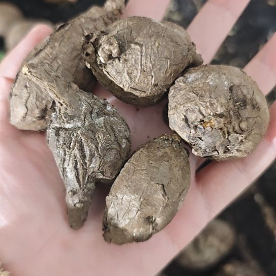 一物一拍，一叶龟，泰输！