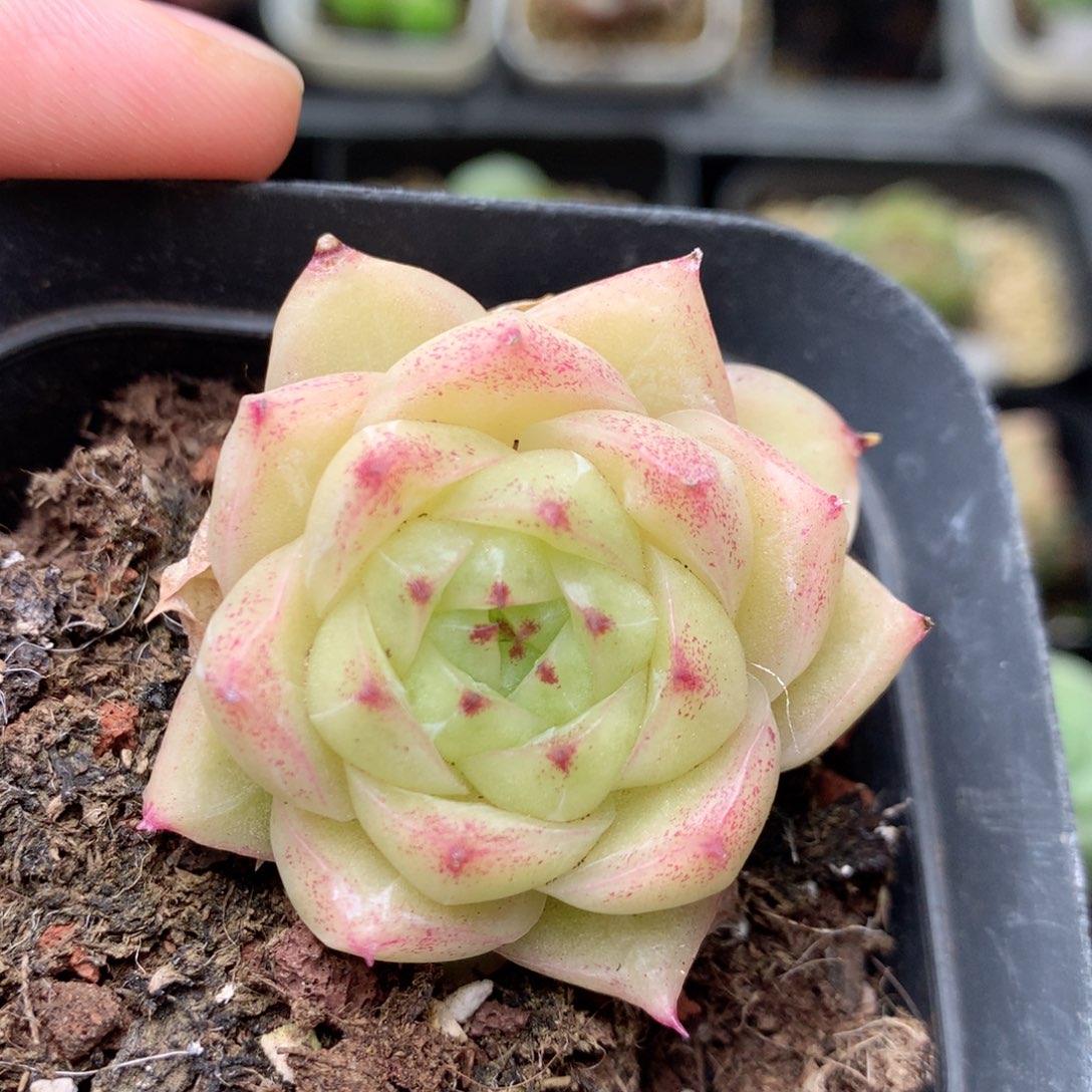 B54 。20包邮柿子多肉yyy