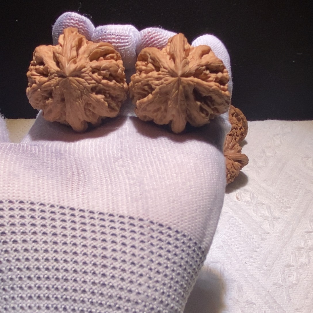 F****极品大粗筋，41尺 