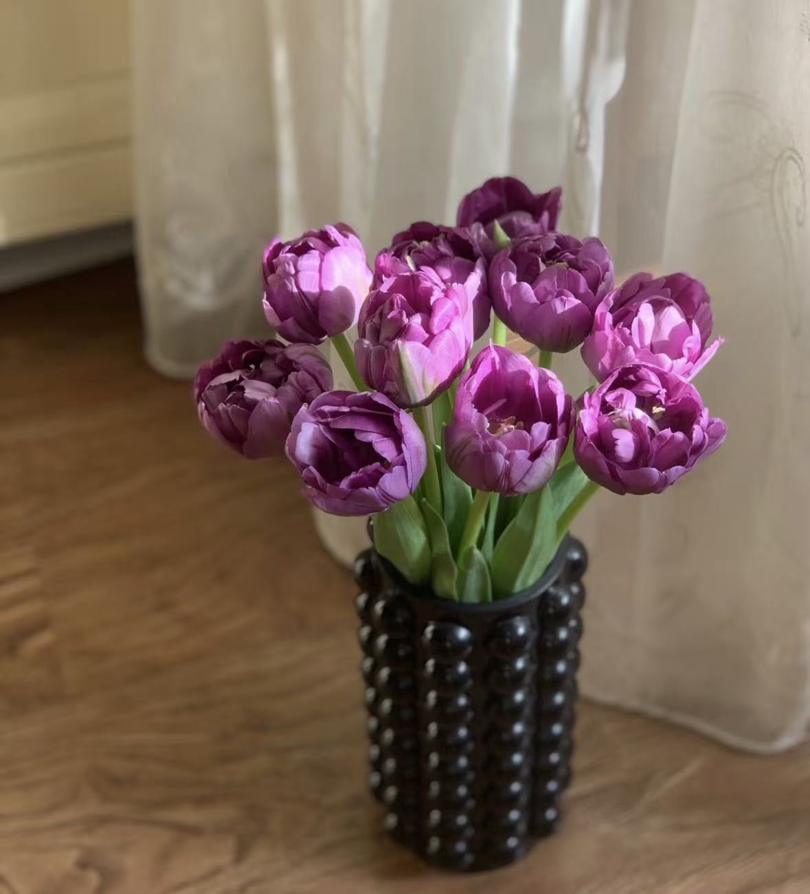 【蓝莓挞郁金香AK】方德嘉禾郁金香10枝|满两单鲜花包邮 